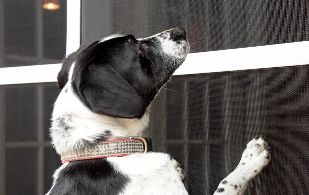 Pet Screen Pet Screen